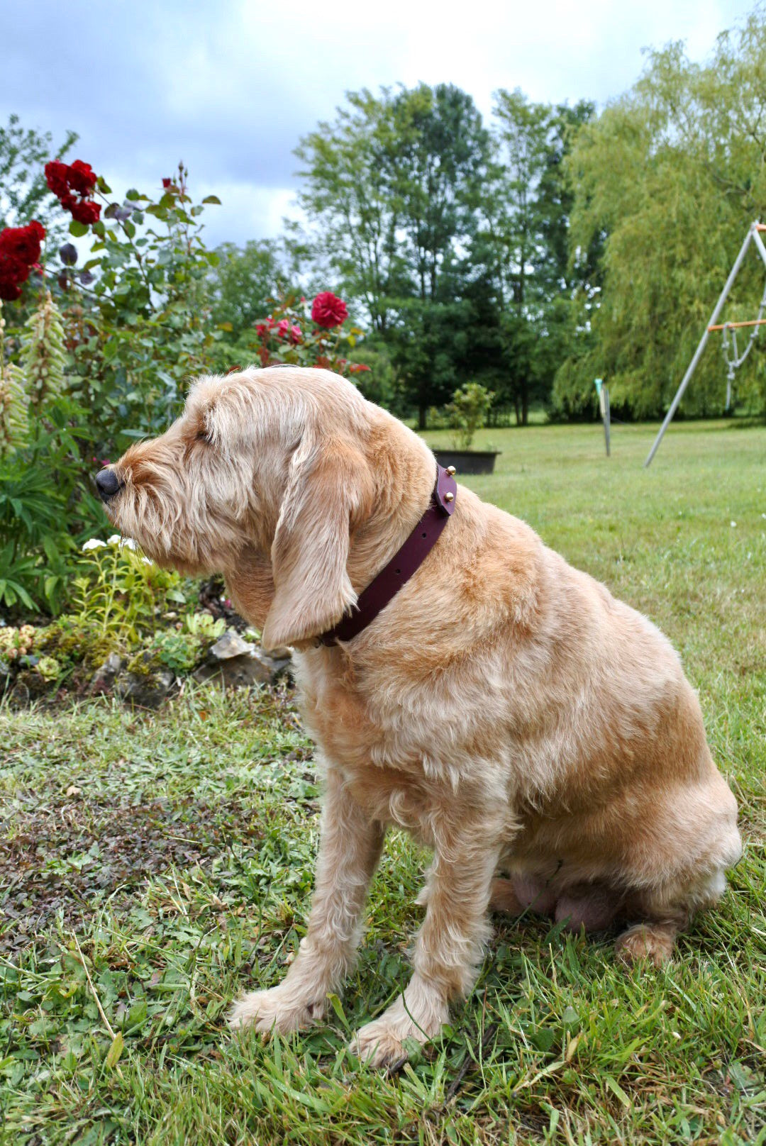 Accessoires pour animaux